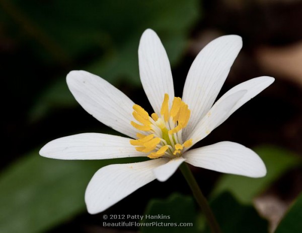 Bloodroot - sanguinaria canadensis