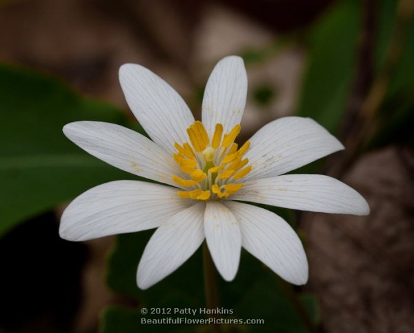 Bloodroot - sanguinaria canadensis