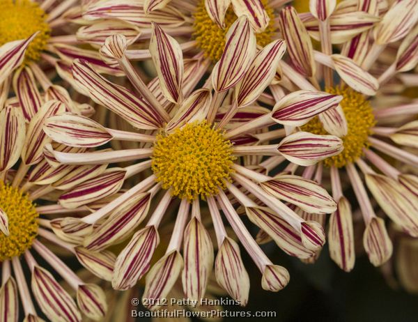 Artist Orange - a single semi double chrysanthemum