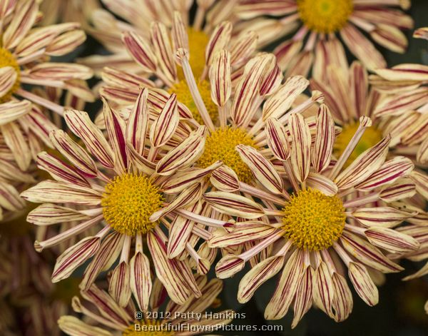 Artist Orange - a single semi double chrysanthemum