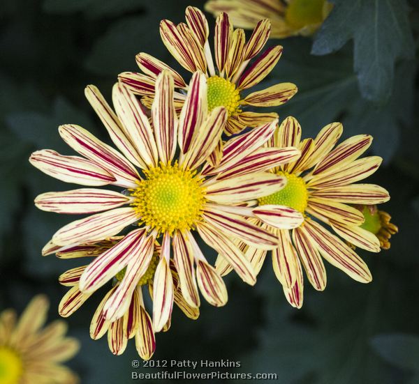 Artist Orange - a single semi double chrysanthemum