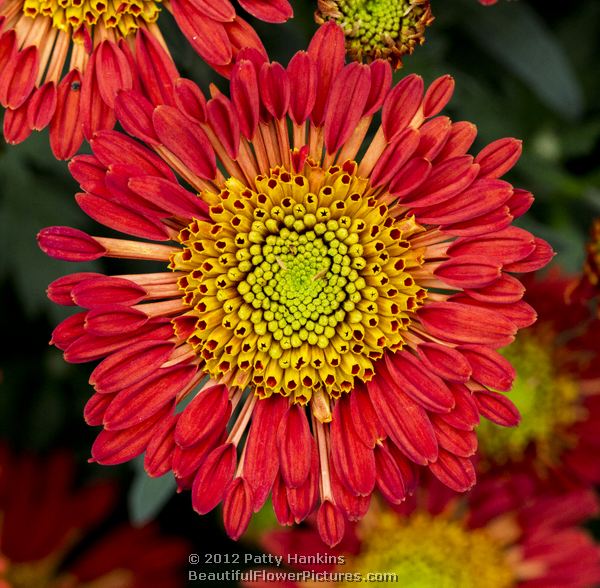 Encino - spoon tip chrysanthemum