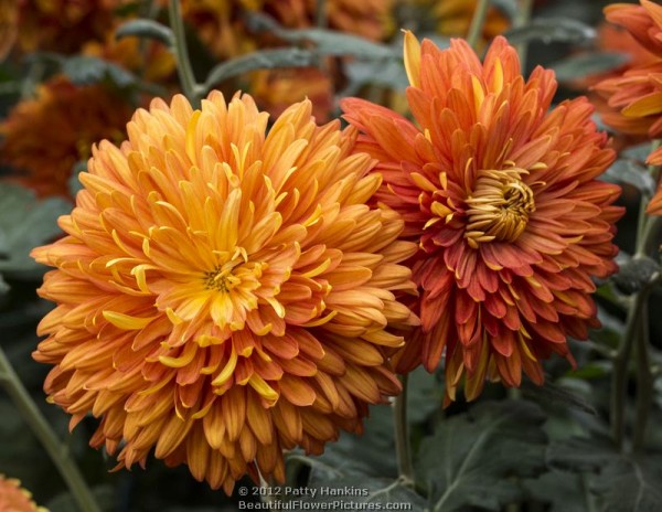 Indian Summer Chrysanthemums