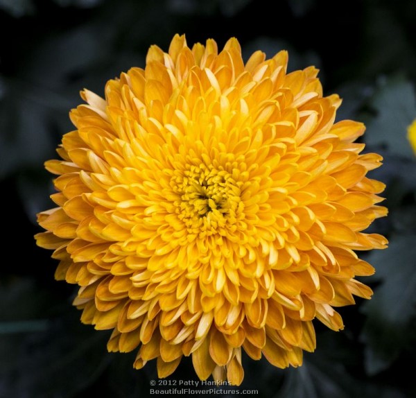 Honey Glow Pom Pom Chrysanthemum