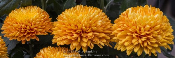 Honey Glow Pom Pom Chrysanthemum