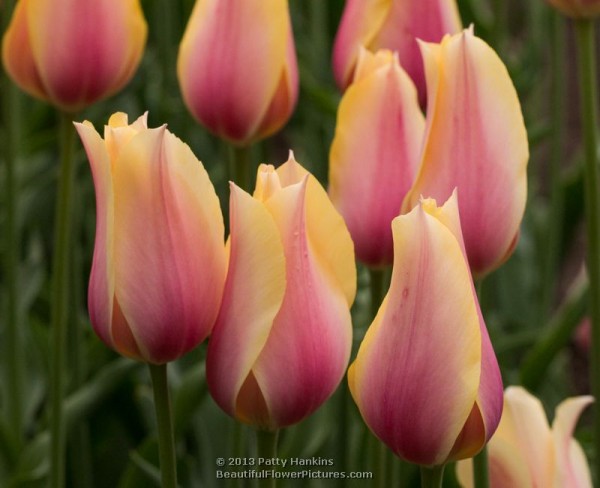 Blushing Lady Tulips