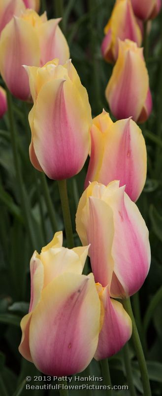 Blushing Lady Tulips