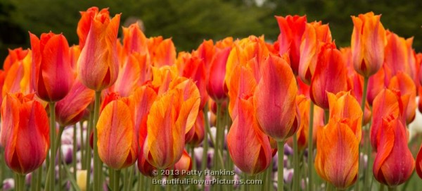 El Nino Tulips