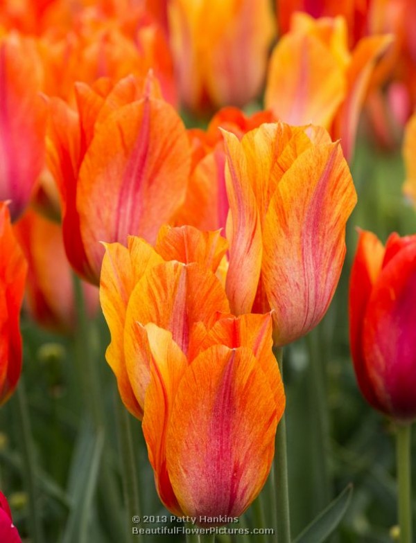 El Nino Tulips