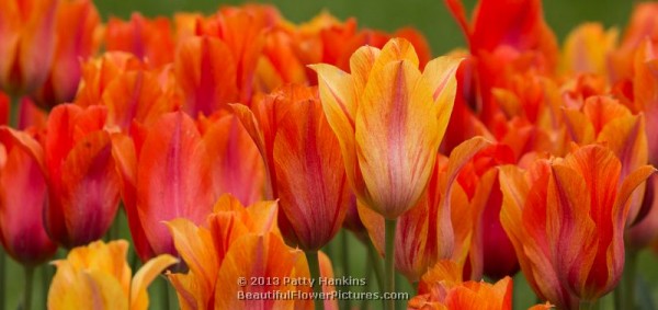 El Nino Tulips