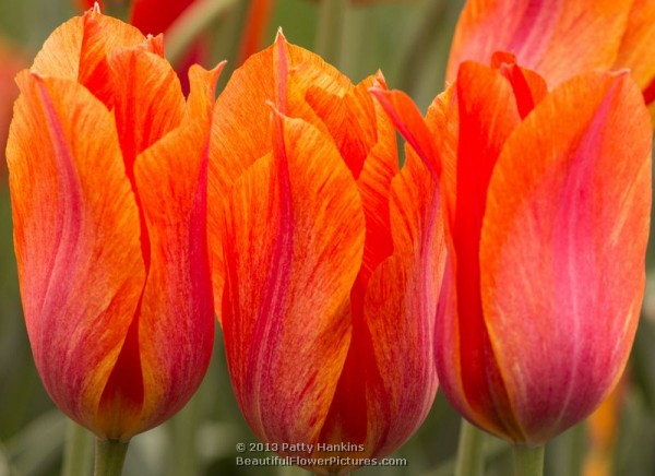 El Nino Tulips