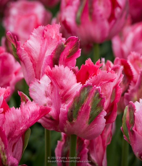 Fantasy - Parrot Tulips