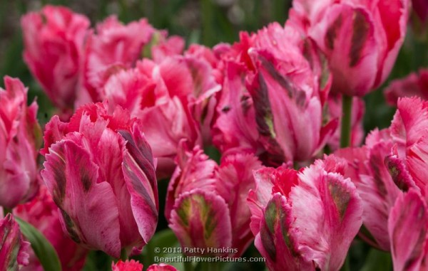 Fantasy - Parrot Tulips