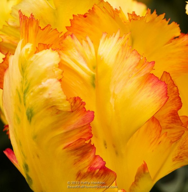 Texas Gold Parrot Tulip