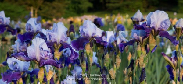 Meet the Boss Iris © 2013 Patty Hankins