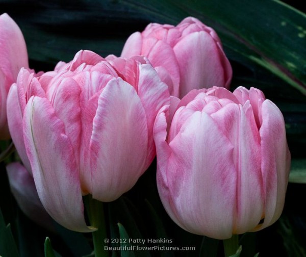 Foxtrot Tulip © 2012 Patty Hankins