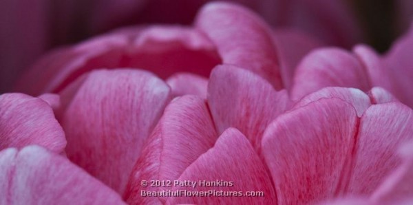 Foxtrot Tulip © 2012 Patty Hankins