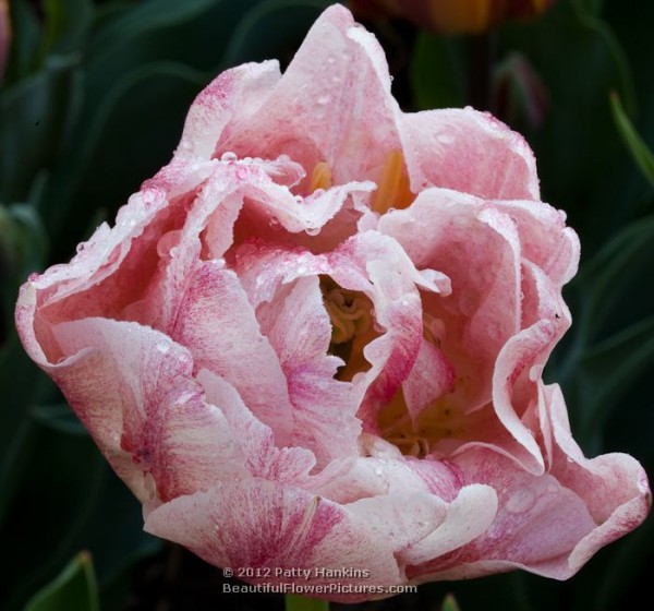 Montreaux Tulip © 2012 Patty Hankins