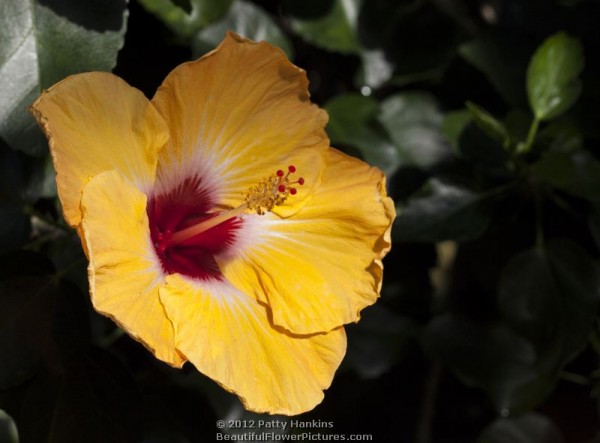 Jason Hibiscus © 2012 Patty Hankins