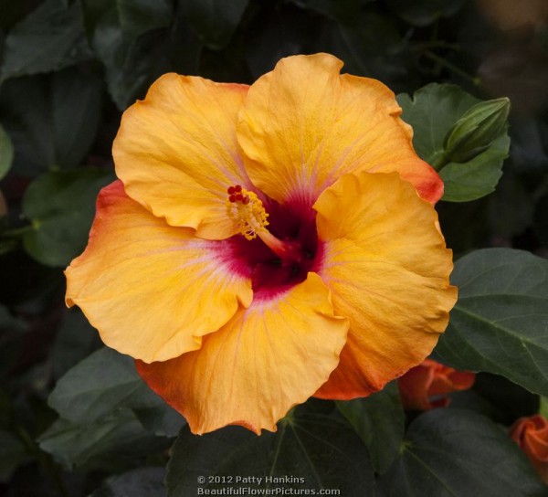 Jason Hibiscus © 2012 Patty Hankins