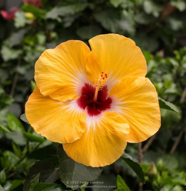 Jason Hibiscus © 2013 Patty Hankins