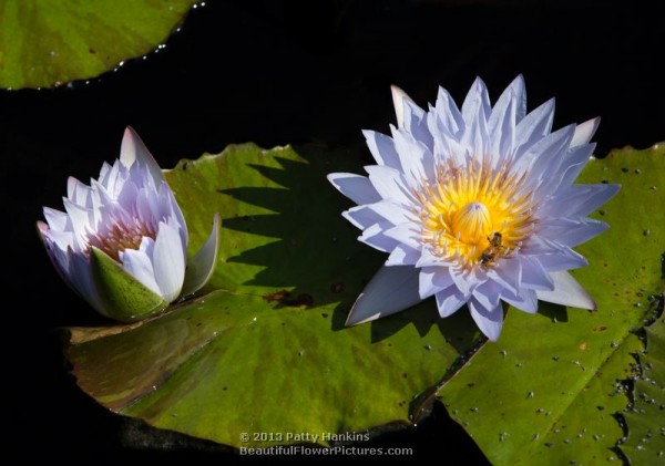 Marmorata Water Lily © 2013 Patty Hankins