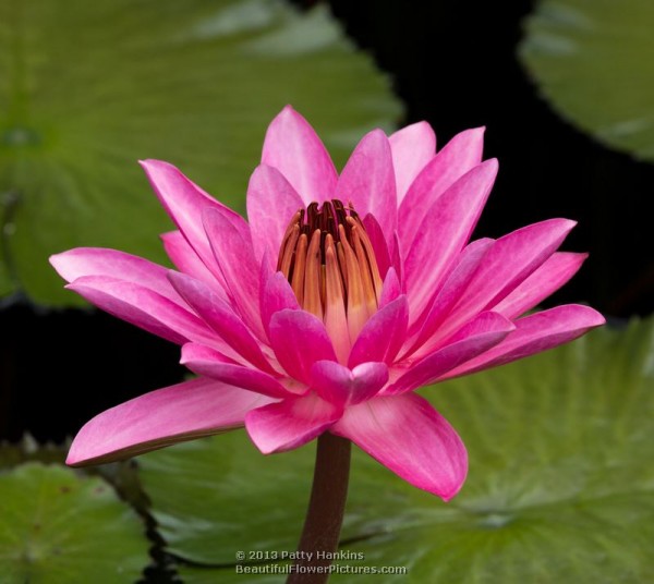 Rose de Noche Water Lily © 2013 Patty Hankins