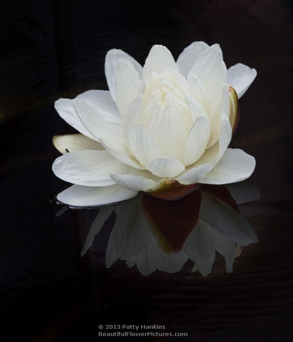 Santa Cruz Water Platter Water Lily © 2013 Patty Hankins