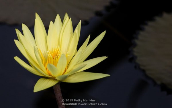 St Louis Gold Water Lily © 2013 Patty Hankins