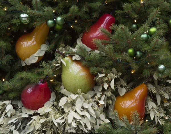 Christmas in the Conservatory at Longwood Gardens © 2013 Patty Hankins