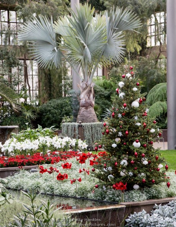 Christmas in the Conservatory at Longwood Gardens © 2013 Patty Hankins