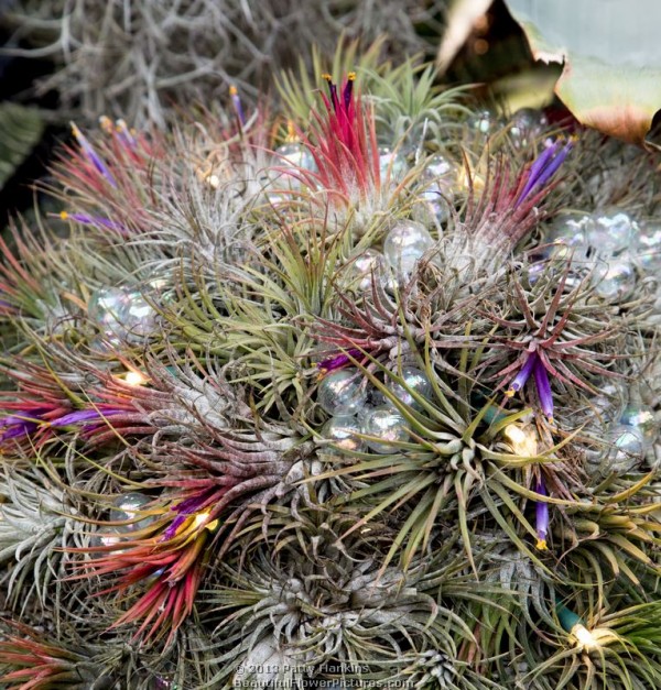 Christmas in the Cascade Garden at Longwood Gardens © 2013 Patty Hankins