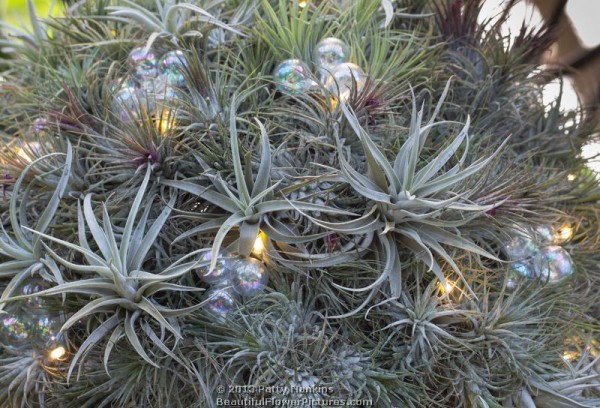 Christmas in the Cascade Garden at Longwood Gardens © 2013 Patty Hankins