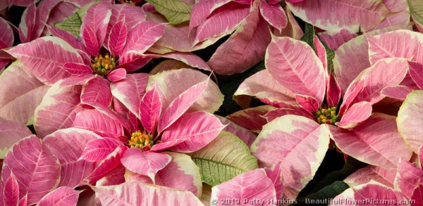 Marbella Poinsettia © 2013 Patty Hankins