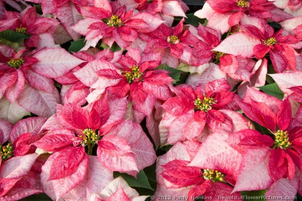 Monet Twilight Poinsettia © 2013 Patty Hankins