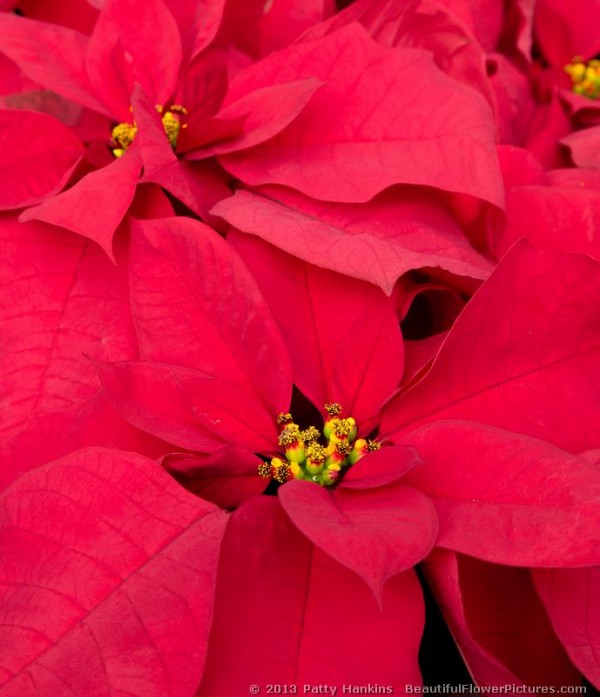 PER 1301 Poinsettia © 2013 Patty Hankins