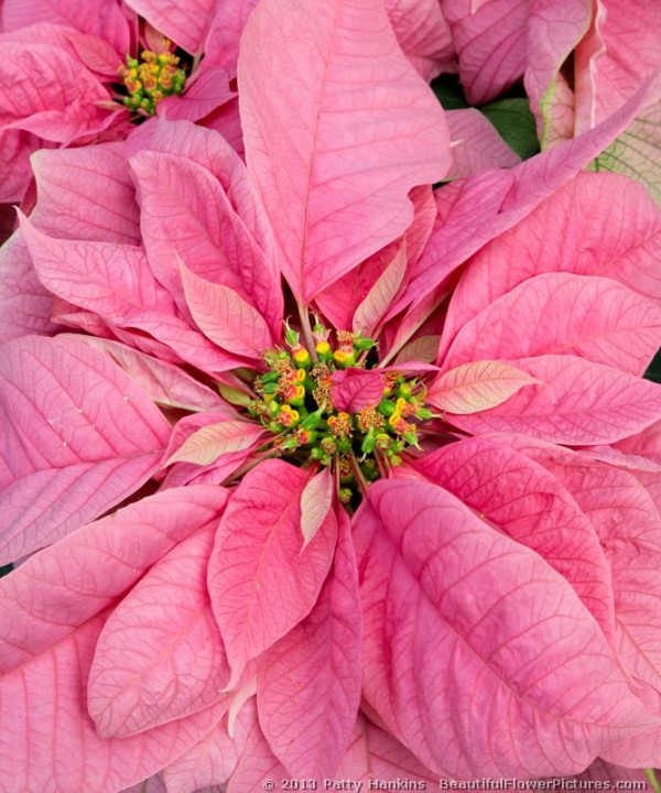 Santa Claus Pink Poinsettia © 2013 Patty Hankins