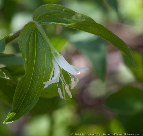 Fairy Bells © 2014 Patty Hankins