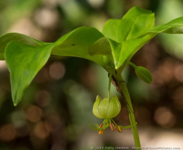 Indian Cucumber © 2014 Patty Hankins