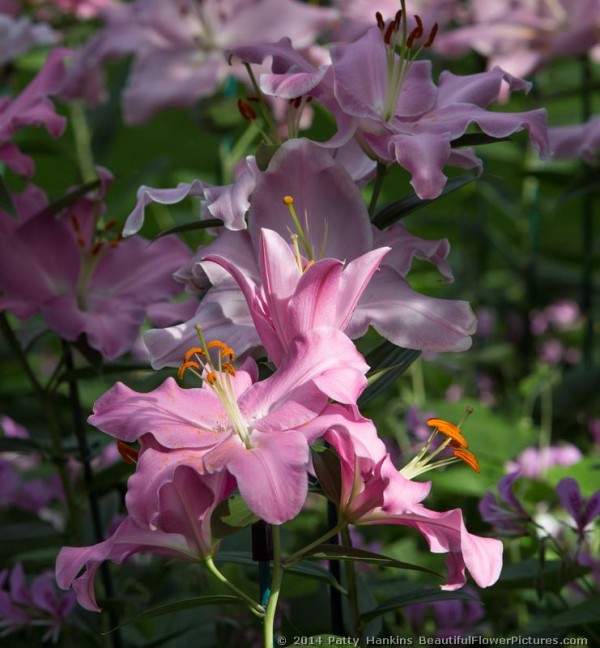 Canaletto Lilies © 2014 Patty Hankins