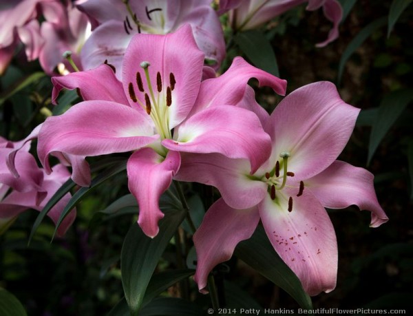 Tabledance Lilies © 2014 Patty Hankins