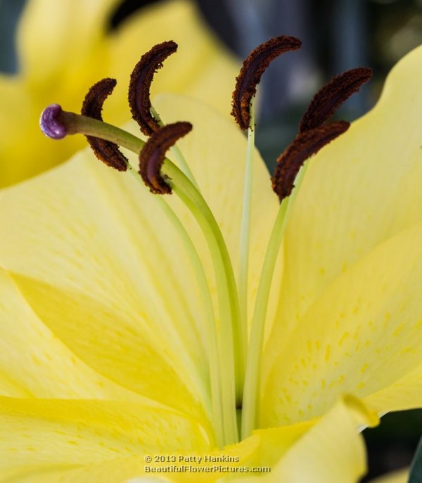 Belladonna Lily © 2013 Patty Hankins