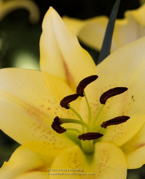 Belladonna Lily © 2013 Patty Hankins