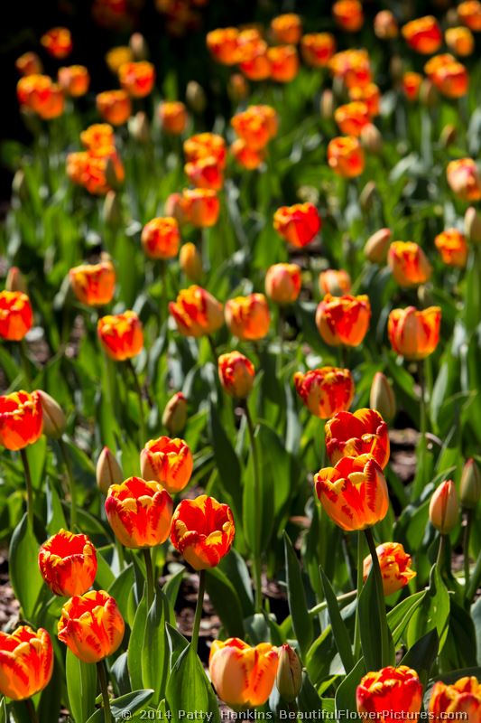 Banja Luka Tulips © 2014 Patty Hankins