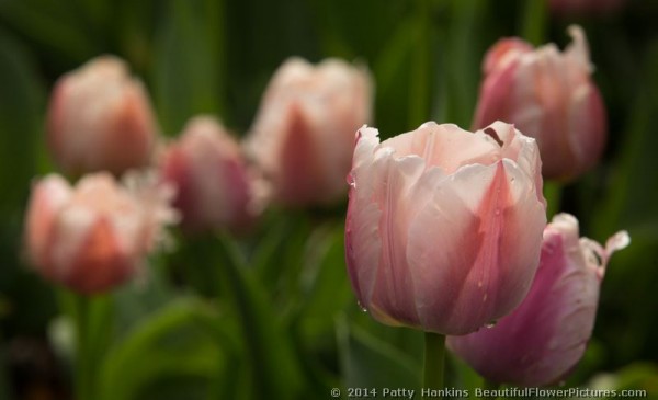 Ollioules Tulips © 2014 Patty Hankins