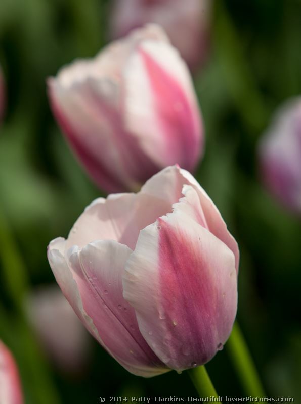 Ollioules Tulips © 2014 Patty Hankins