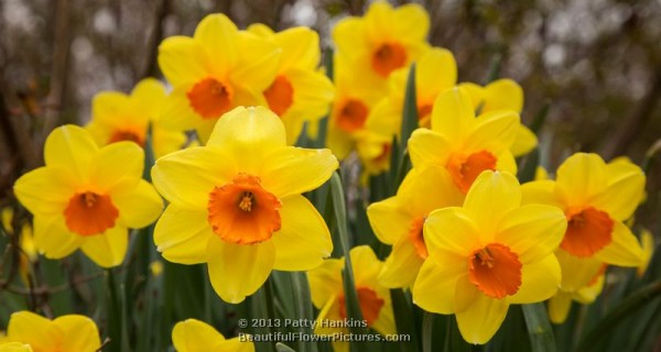 Monal Daffodils © 2013 Patty Hankins