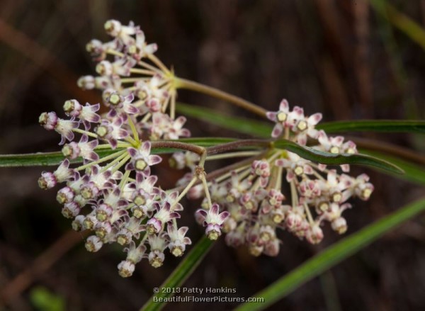 Longleaf Milkweed © 2014 Patty Hankins