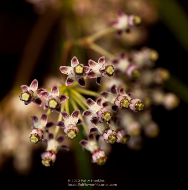 Longleaf Milkweed © 2014 Patty Hankins