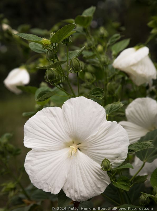 Wonderful Hibiscuses | Beautiful Flower Pictures Blog